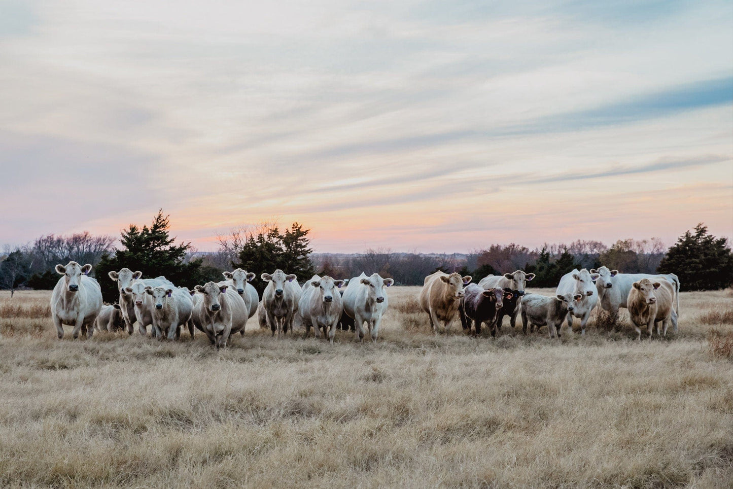 Teri James Photography Wall Art Paper Photo Print / 12 x 18 Inches Charolais Cattle Canvas - Charolais Cows at Sunset