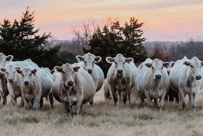 Teri James Photography Wall Art Charolais Cattle Canvas - Charolais Cows at Sunset
