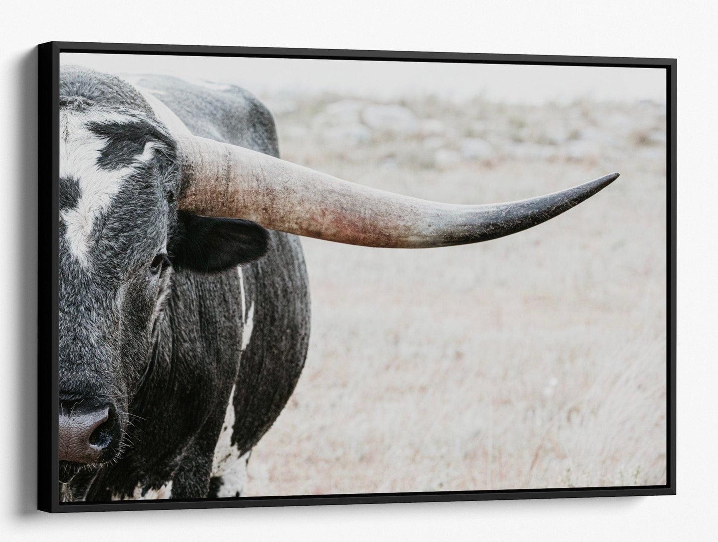 Teri James Photography Wall Art Canvas-Black Frame / 12 x 18 Inches Closeup of Texas Longhorn Bull