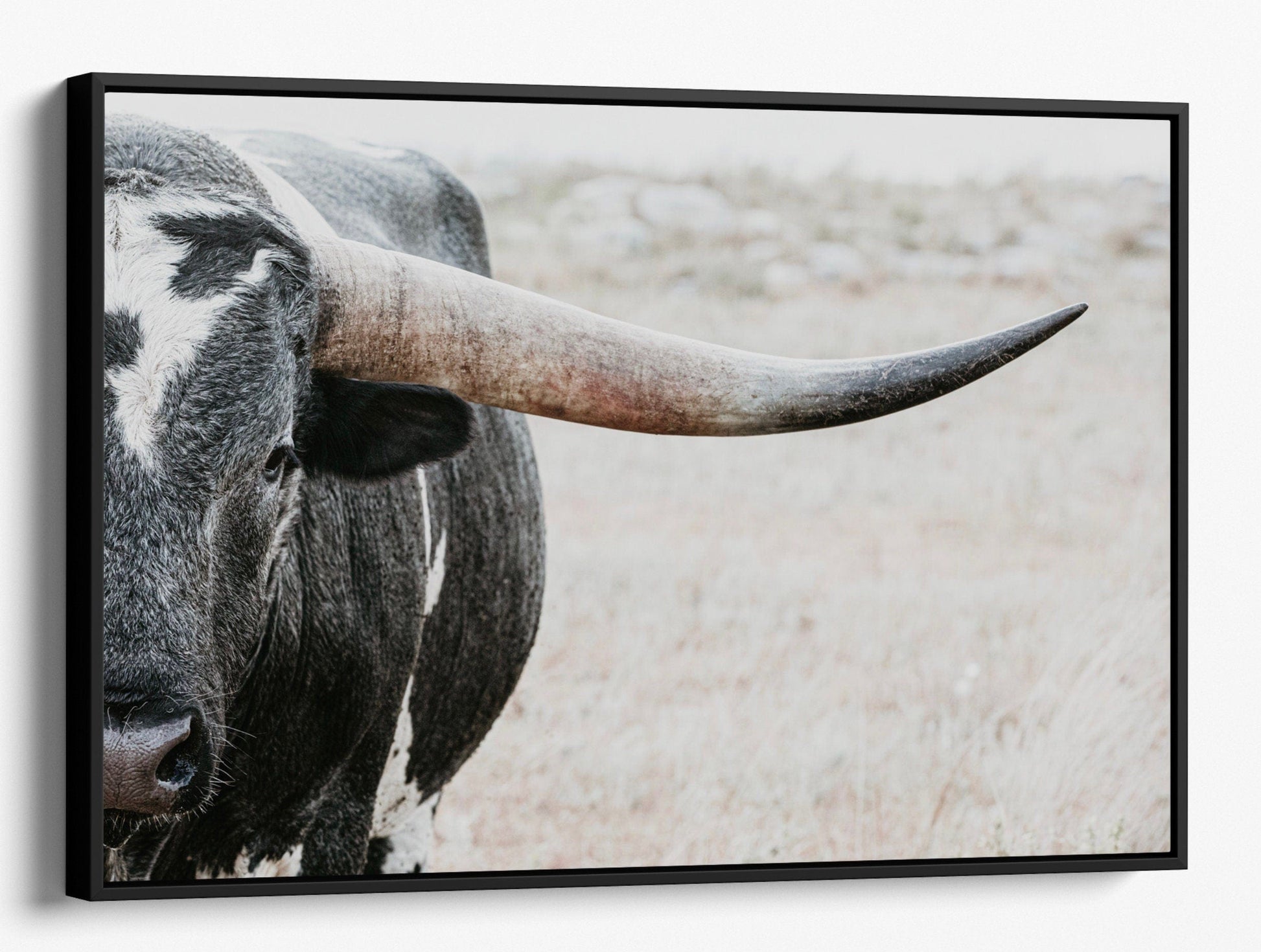 Texas Longhorn Bull Closeup Photo Canvas-Black Frame / 12 x 18 Inches Wall Art Teri James Photography