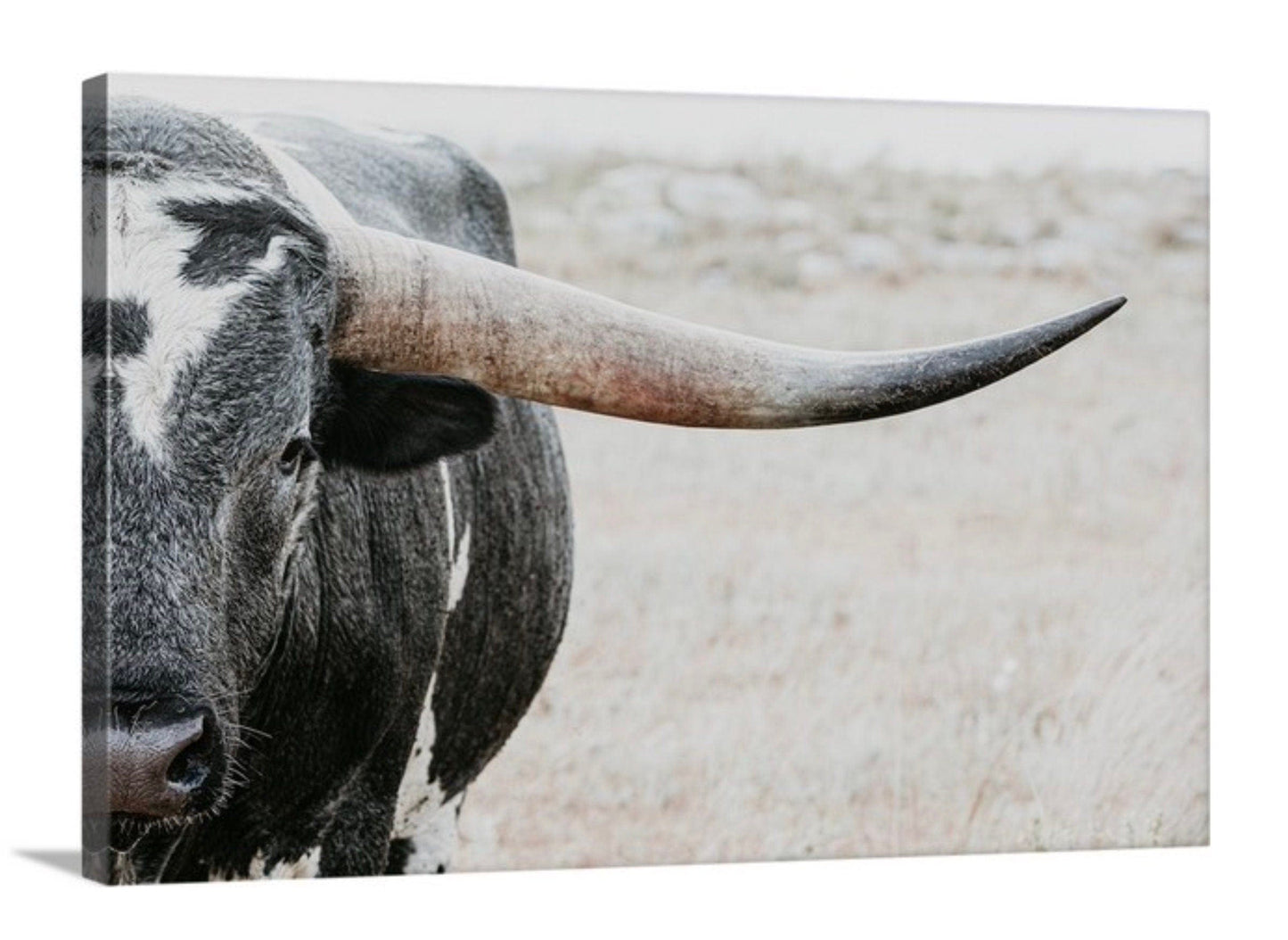 Teri James Photography Wall Art Canvas-Unframed / 12 x 18 Inches Closeup of Texas Longhorn Bull