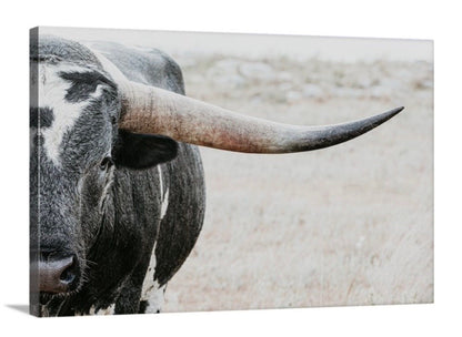 Texas Longhorn Bull Closeup Photo Canvas-Unframed / 12 x 18 Inches Wall Art Teri James Photography