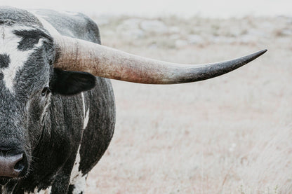 Texas Longhorn Bull Closeup Photo Paper Photo Print / 12 x 18 Inches Wall Art Teri James Photography