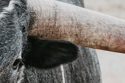Texas Longhorn Bull Closeup Photo Wall Art Teri James Photography