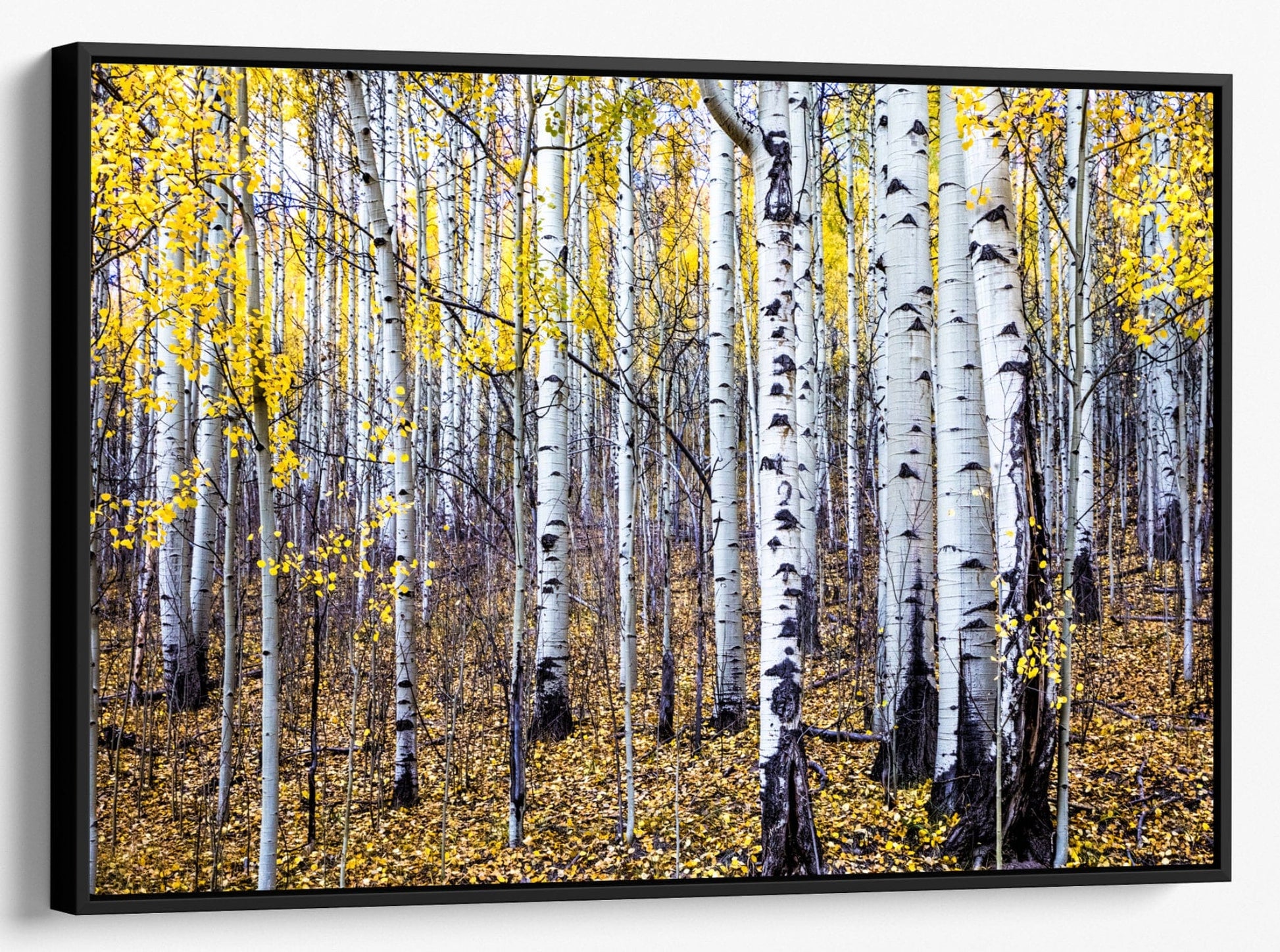 Fall Aspen Tree Wall Art - Colorado Scenic Photography Canvas-Black Frame / 12 x 18 Inches Wall Art Teri James Photography