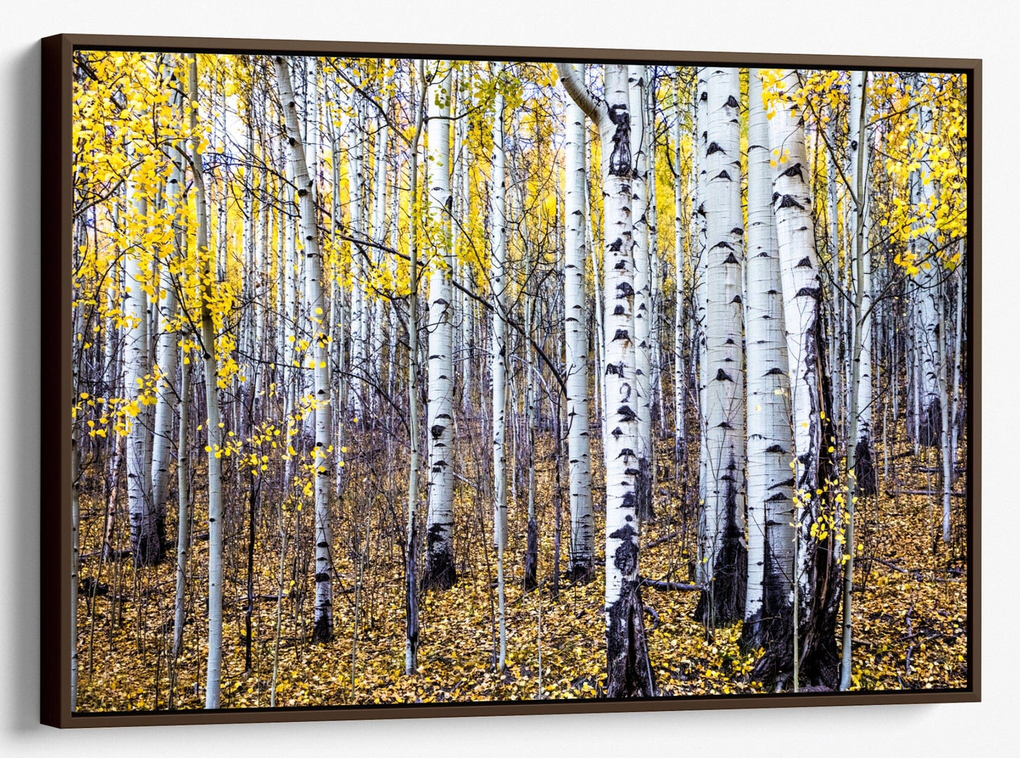 Teri James Photography Wall Art Canvas-Walnut Frame / 12 x 18 Inches Fall Aspen Tree Wall Art - Colorado Scenic Photography