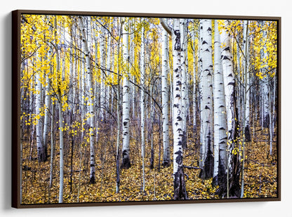 Fall Aspen Tree Wall Art - Colorado Scenic Photography Canvas-Walnut Frame / 12 x 18 Inches Wall Art Teri James Photography