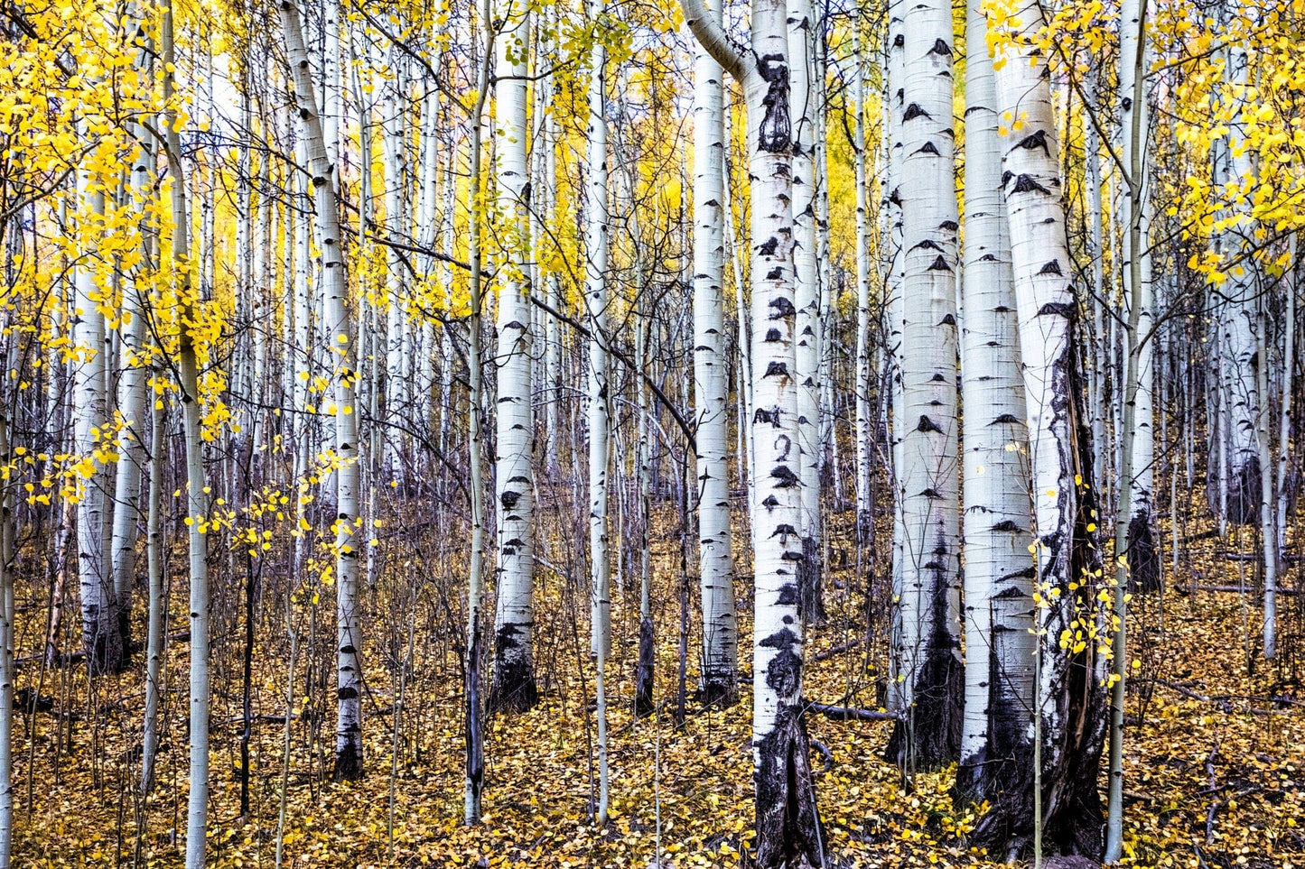 Teri James Photography Wall Art Paper Photo Print / 12 x 18 Inches Fall Aspen Tree Wall Art - Colorado Scenic Photography