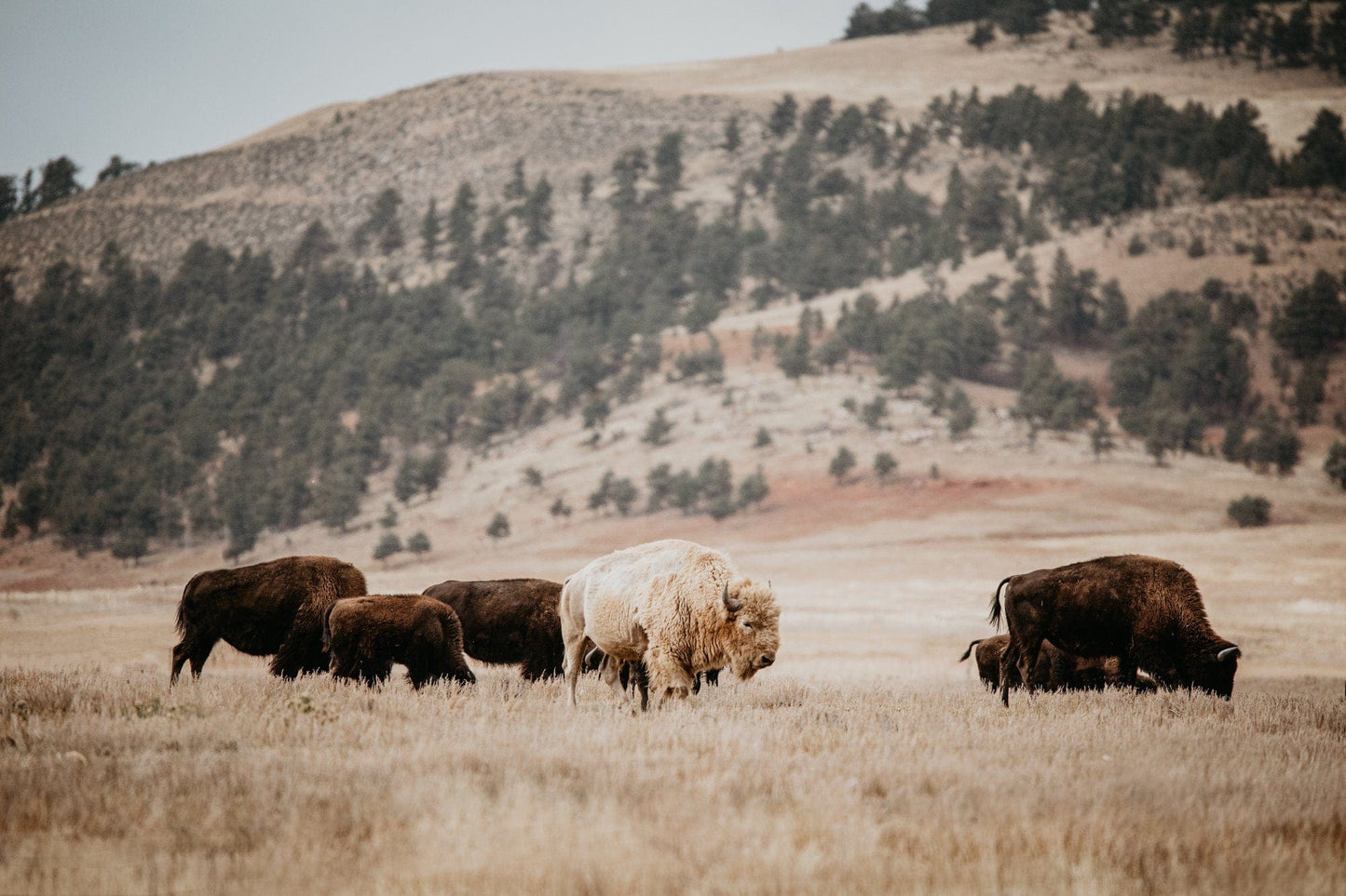 Great White Buffalo Canvas Print - Spirit Bison Paper Photo Print / 12 x 18 Inches Wall Art Teri James Photography