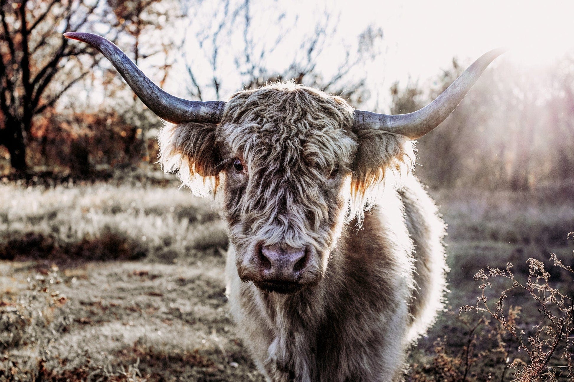 Highland Cow Canvas Print Paper Photo Print / 12 x 18 Inches Wall Art Teri James Photography
