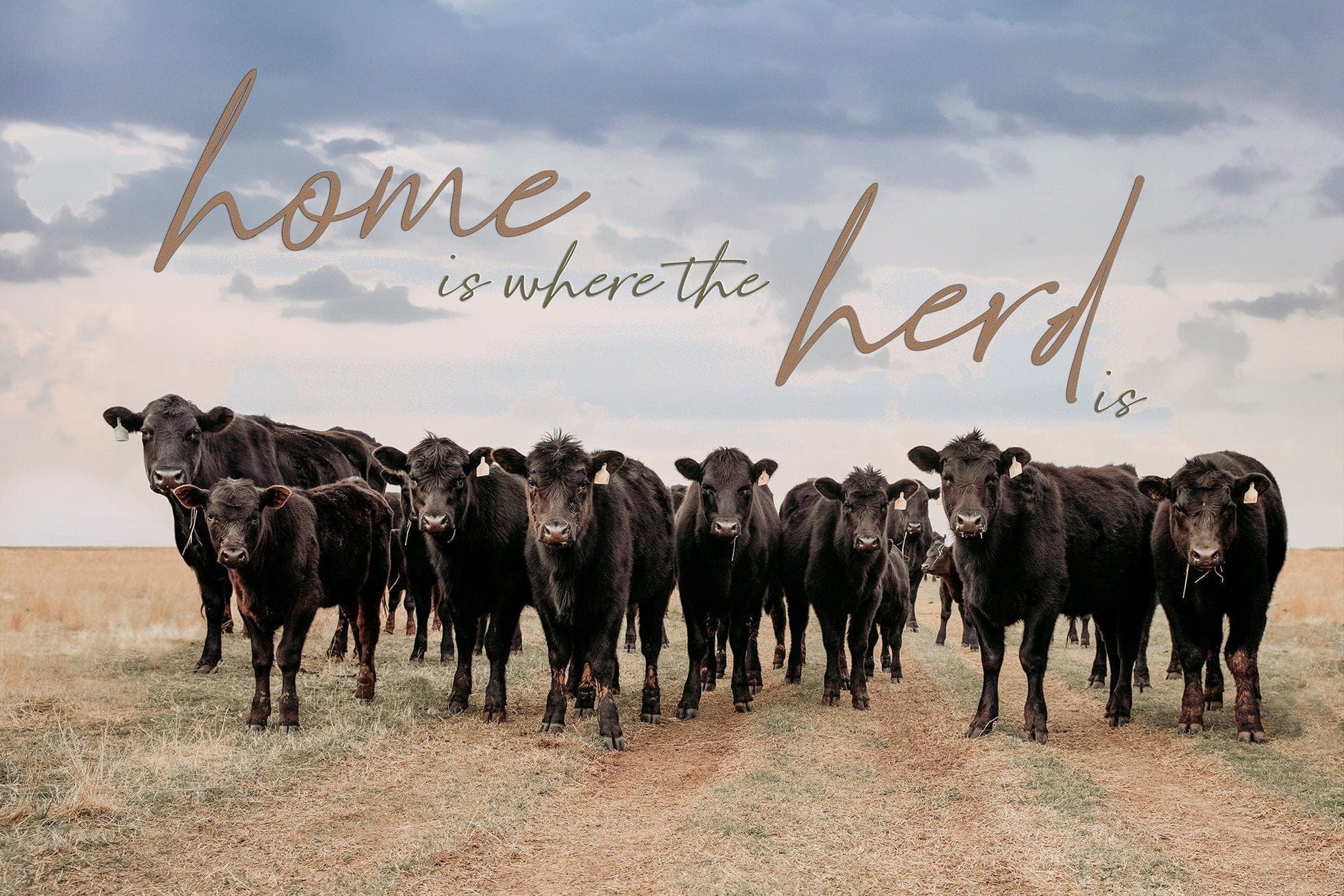 Home is Where the Herd Is - Black Angus Inspirational Canvas Mounted Photo Print / 12 x 18 Inches Wall Art Teri James Photography