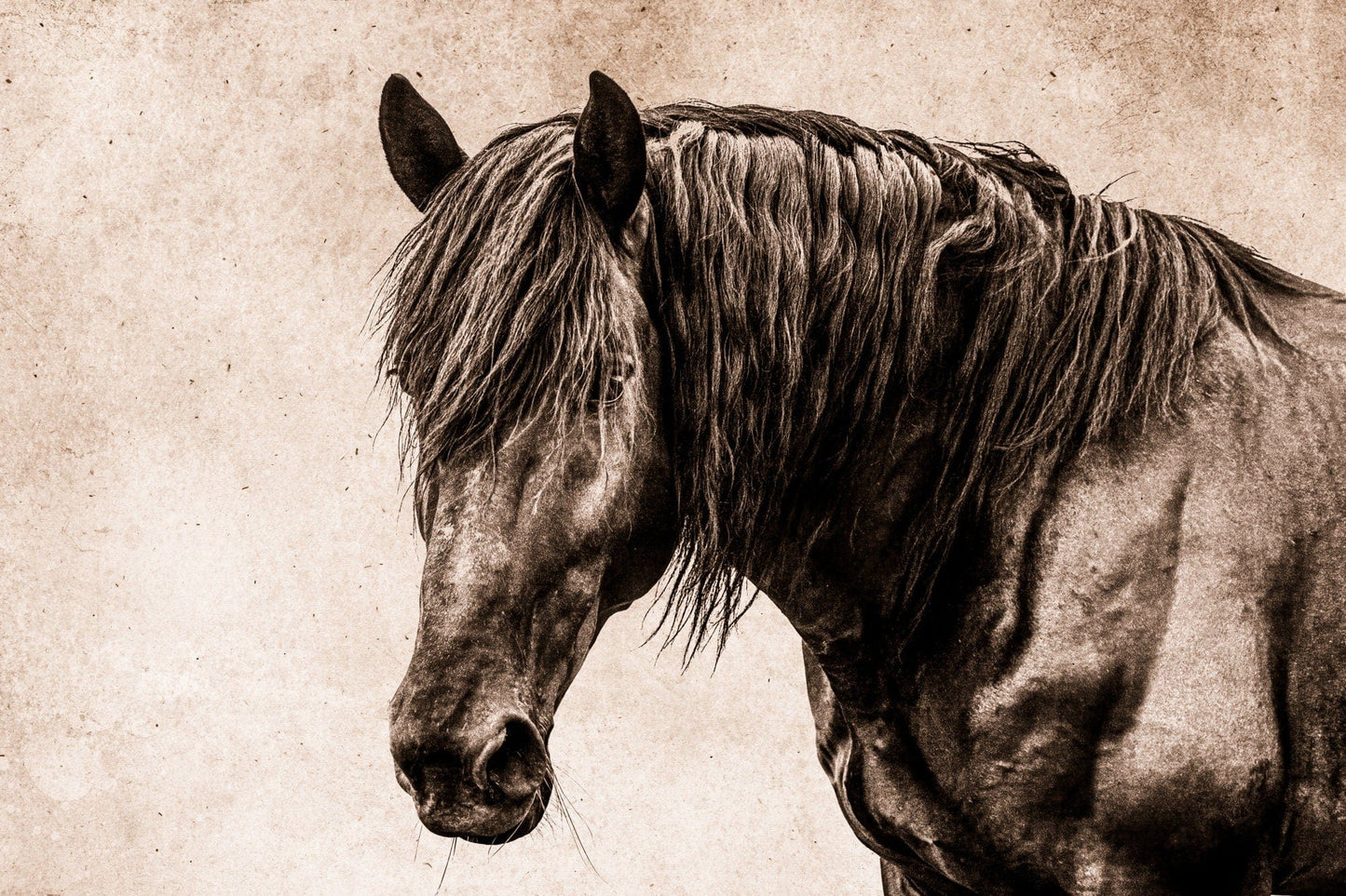 Teri James Photography Wall Art Paper Photo Print / 12 x 18 Inches Horse Art - Black Horse Closeup