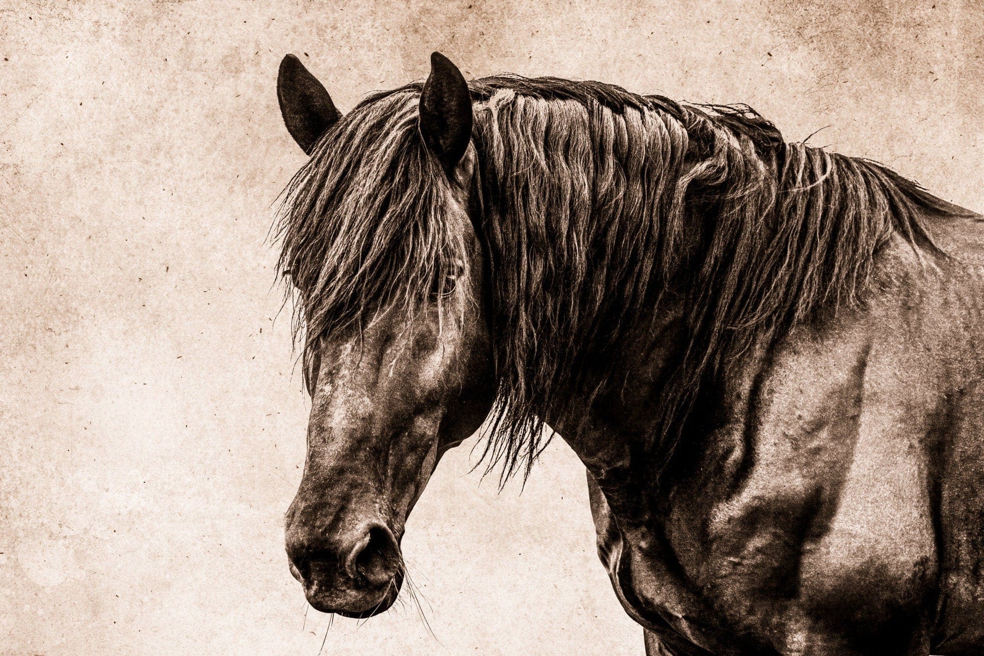 Black Horse Canvas Wall Art Paper Photo Print / 12 x 18 Inches Wall Art Teri James Photography