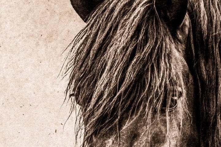 Teri James Photography Wall Art Horse Art - Black Horse Closeup