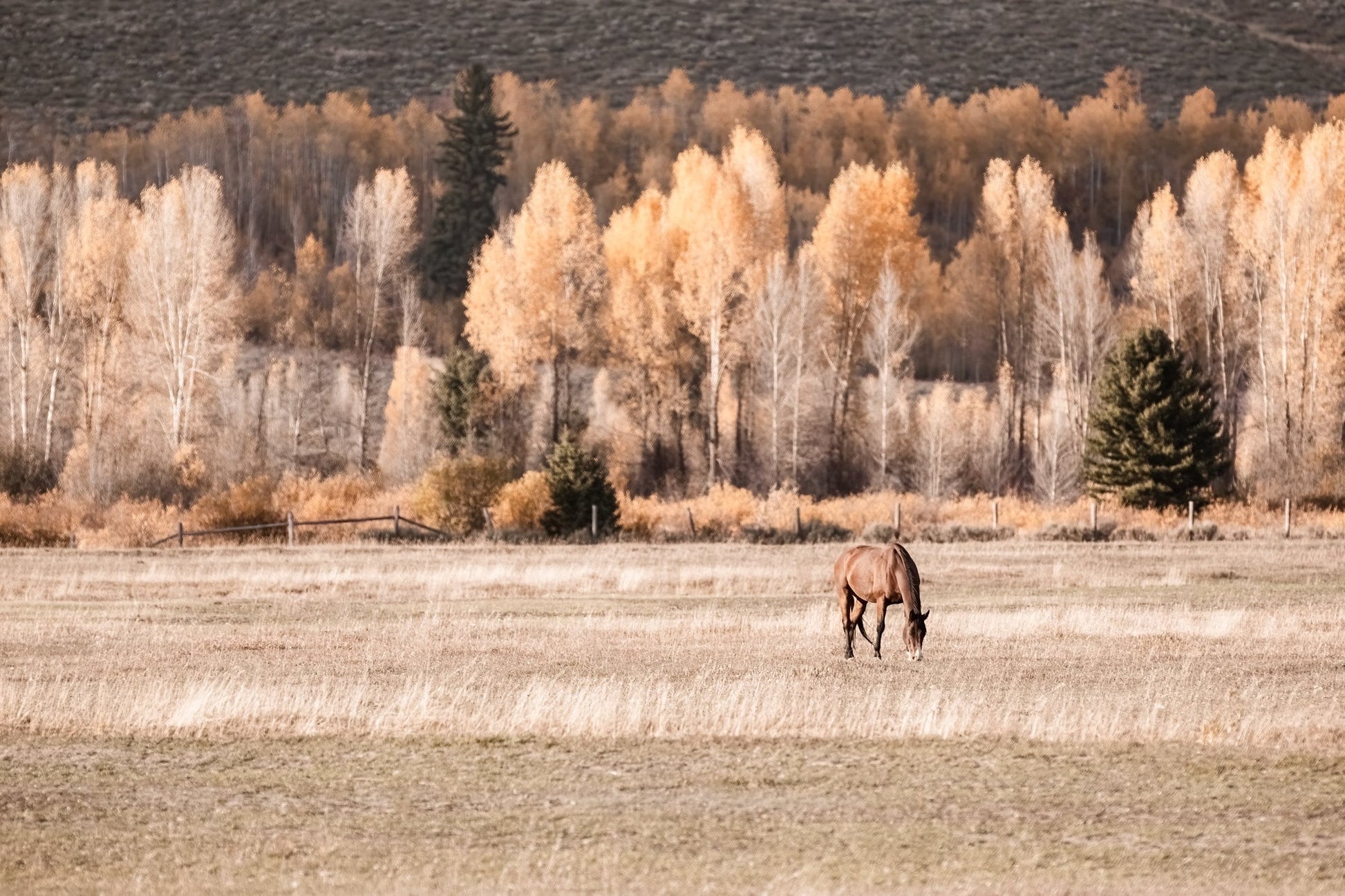 Teri James Photography Wall Art Paper Photo Print / 12 x 18 Inches Horse Art - Lone Horse and Fall Trees