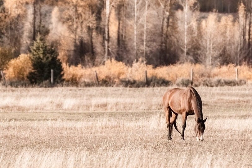 Large Horse Wall Decor Art - Lone Horse and Fall Trees Wall Art Teri James Photography