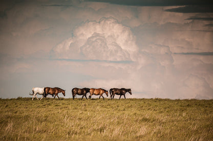 Wild Horse Canvas Print Paper Photo Print / 12 x 18 Inches Wall Art Teri James Photography
