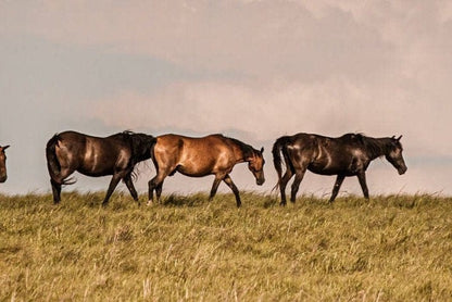 Wild Horse Canvas Print Wall Art Teri James Photography