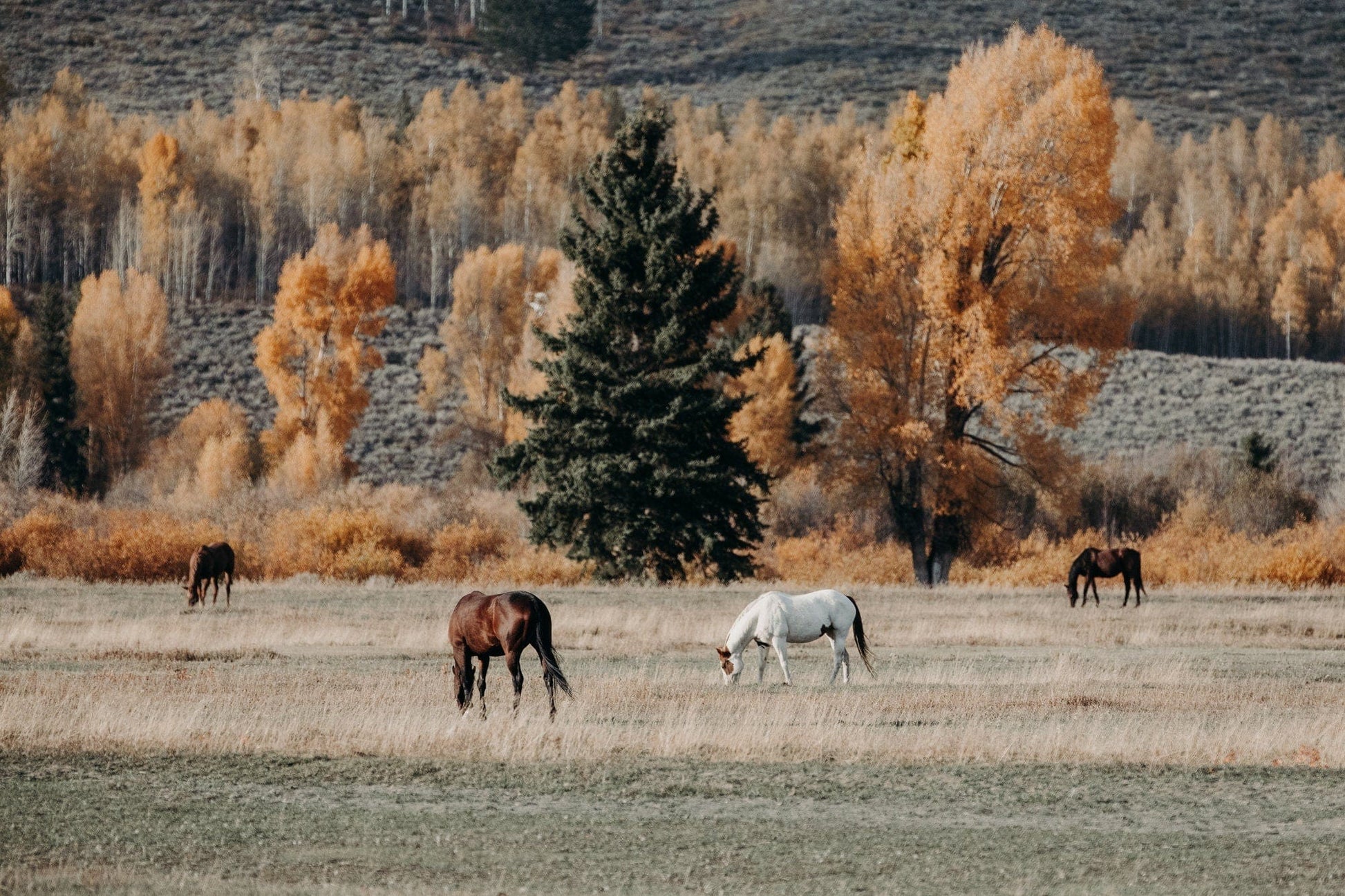 Teri James Photography Wall Art Paper Photo Print / 12 x 18 Inches Horses in Fall Foliage Large Canvas Art