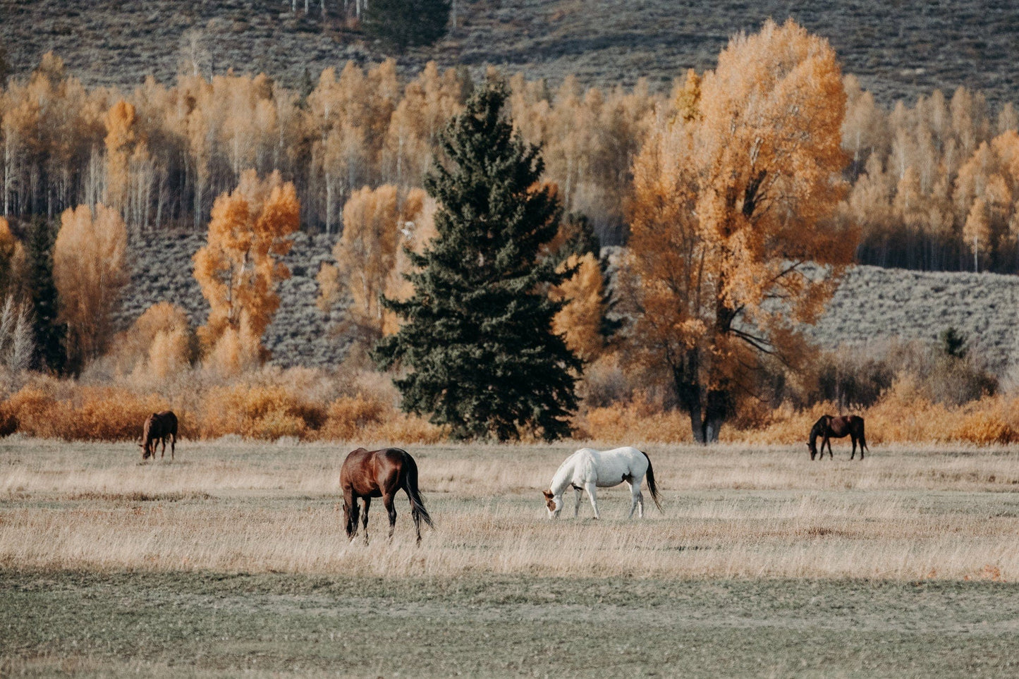 Horses in Fall Foliage Large Canvas Art Paper Photo Print / 12 x 18 Inches Wall Art Teri James Photography