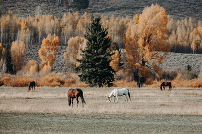 Horses in Fall Foliage Large Canvas Art Paper Photo Print / 12 x 18 Inches Wall Art Teri James Photography