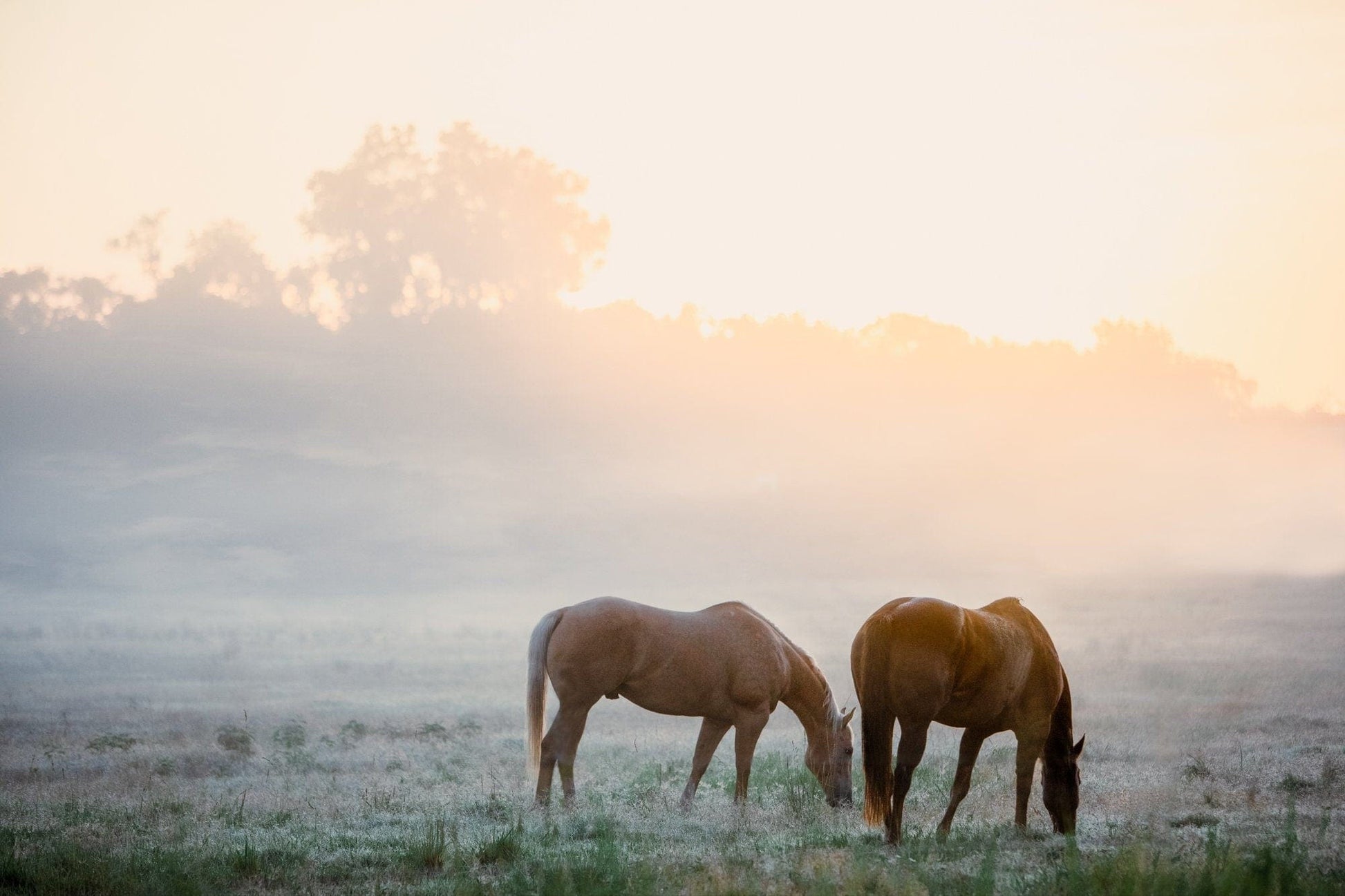 Horse Canvas Wall Art - Horses in Foggy Pasture Paper Photo Print / 12 x 18 Inches Wall Art Teri James Photography