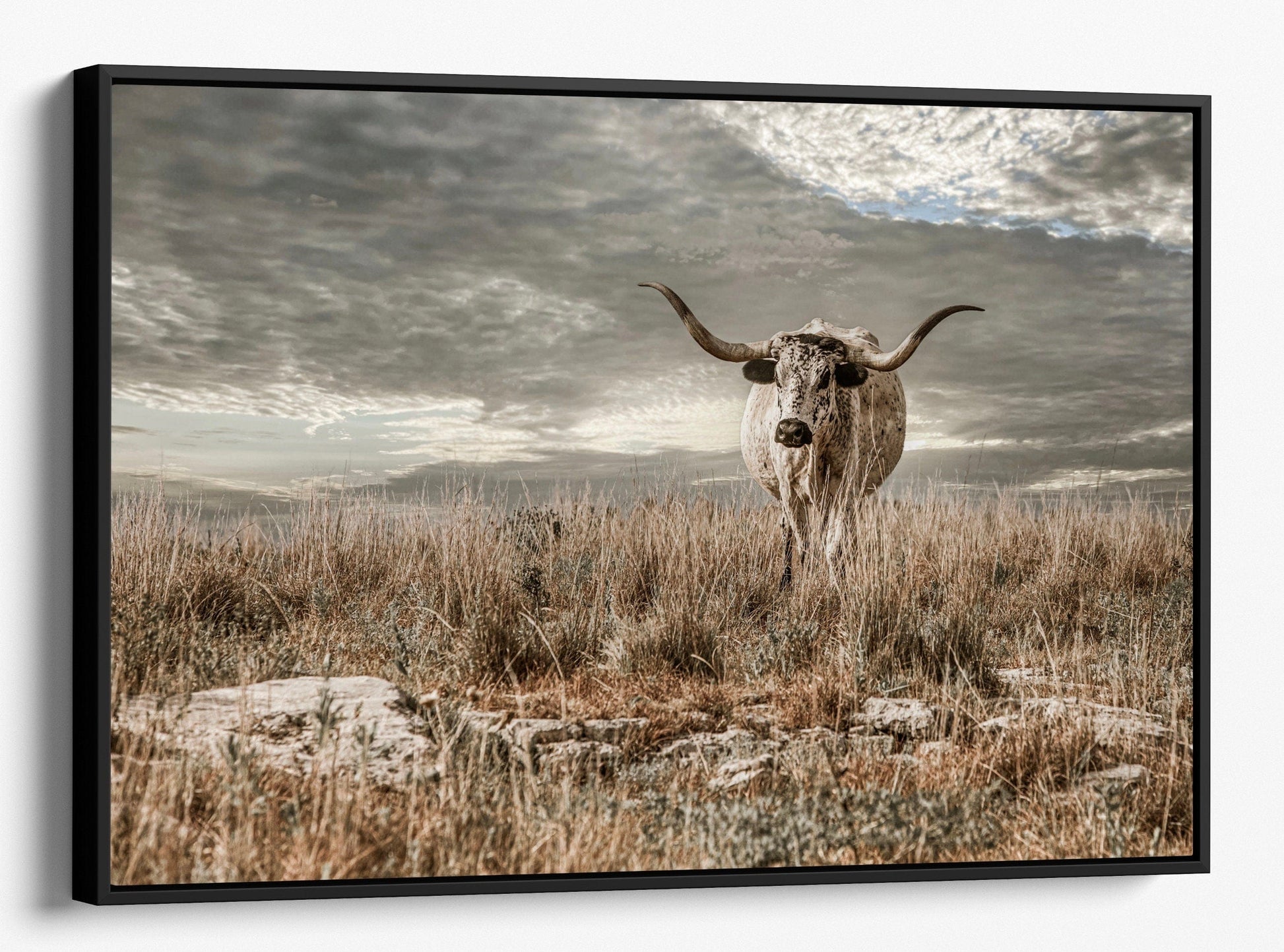 Kansas Flint Hills Wall Art - Texas Longhorn Cattle Canvas-Black Frame / 12 x 18 Inches Wall Art Teri James Photography