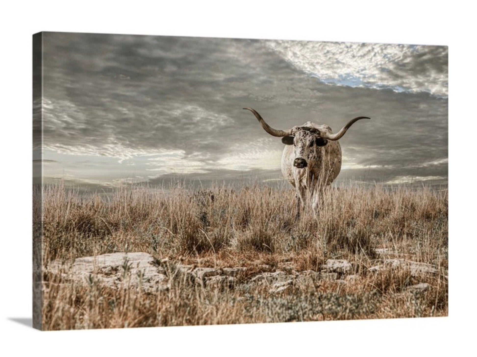 Kansas Flint Hills Wall Art - Texas Longhorn Cattle Canvas-Unframed / 12 x 18 Inches Wall Art Teri James Photography