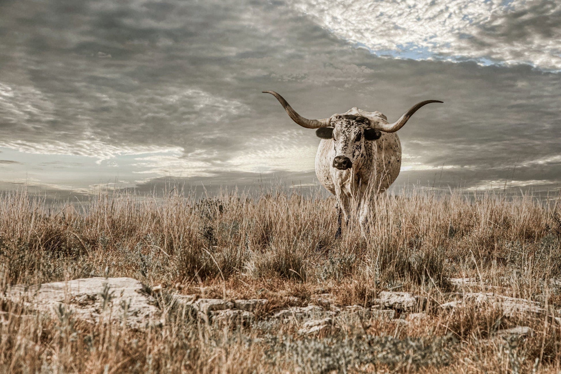 Kansas Flint Hills Wall Art - Texas Longhorn Cattle Paper Photo Print / 12 x 18 Inches Wall Art Teri James Photography