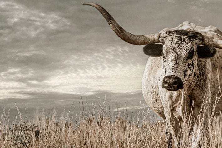 Kansas Flint Hills Wall Art - Texas Longhorn Cattle Wall Art Teri James Photography