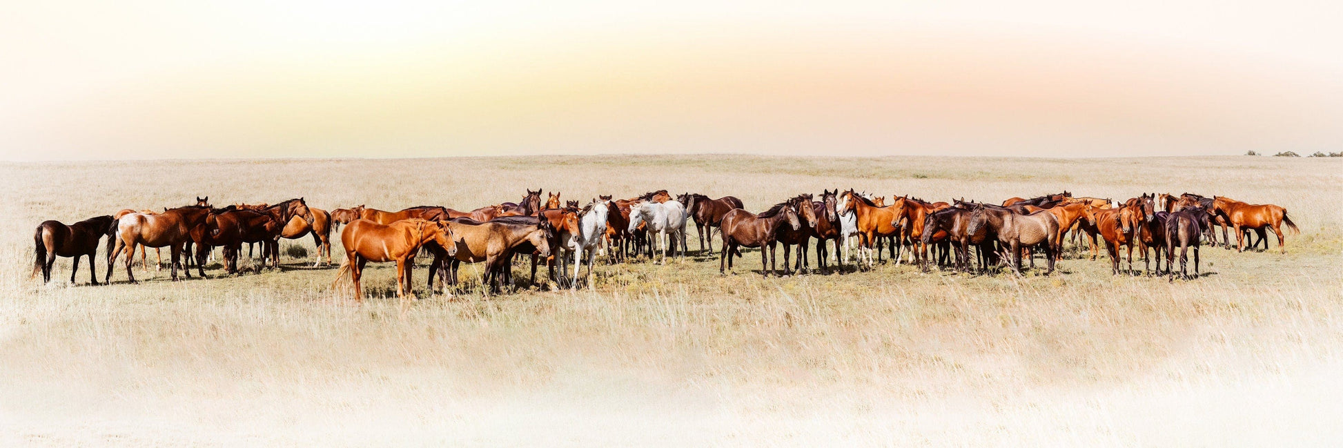 Teri James Photography Wall Art Paper Photo Print / 12 x 36 Inches Large Panoramic Horse Art - Oklahoma Wild Horses