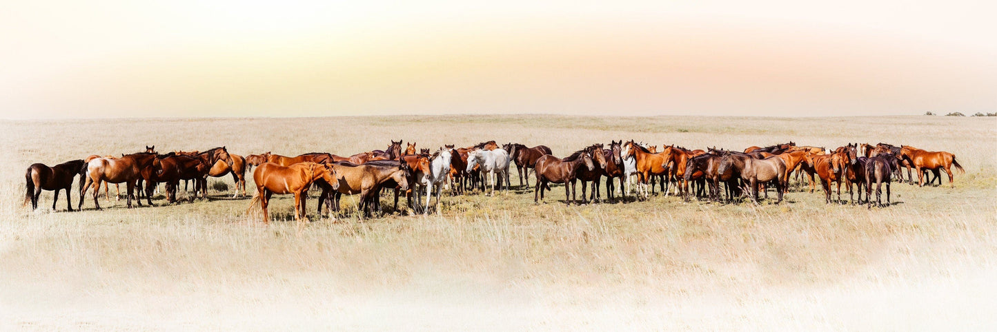 Large Panoramic Wild Horse Canvas Paper Photo Print / 12 x 36 Inches Wall Art Teri James Photography