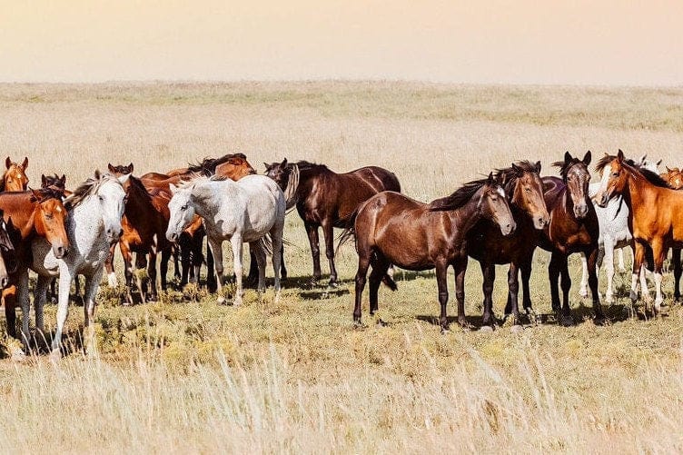 Teri James Photography Wall Art Large Panoramic Horse Art - Oklahoma Wild Horses