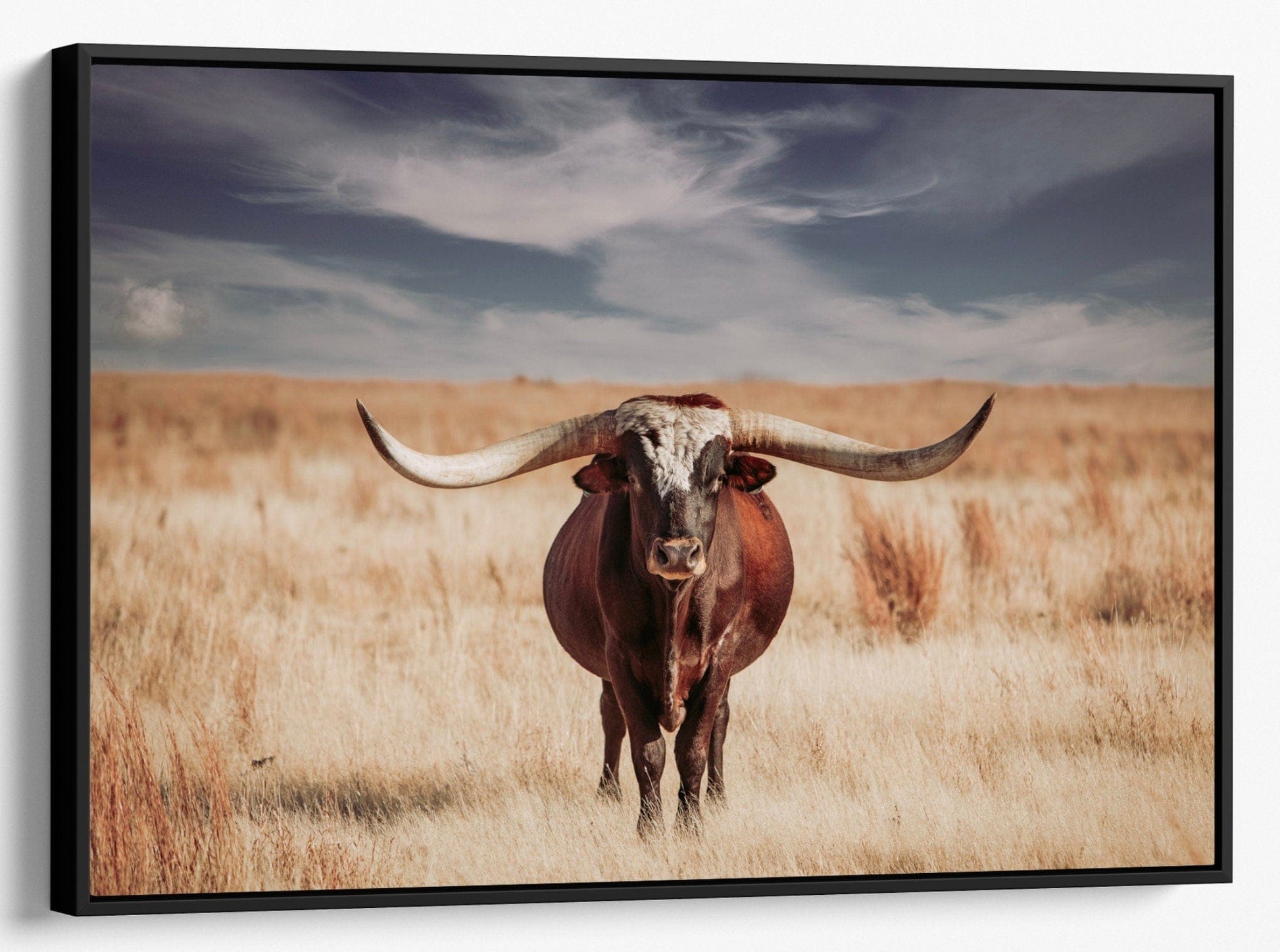 Longhorn Bull and Blue Sky Canvas Canvas-Black Frame / 12 x 18 Inches Wall Art Teri James Photography