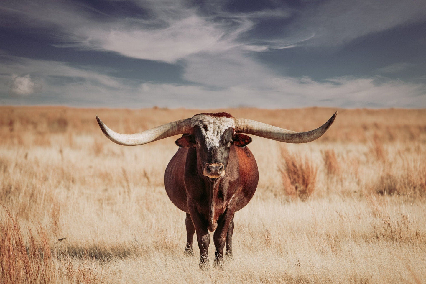 Teri James Photography Wall Art Paper Photo Print / 12 x 18 Inches Longhorn Bull and Blue Sky