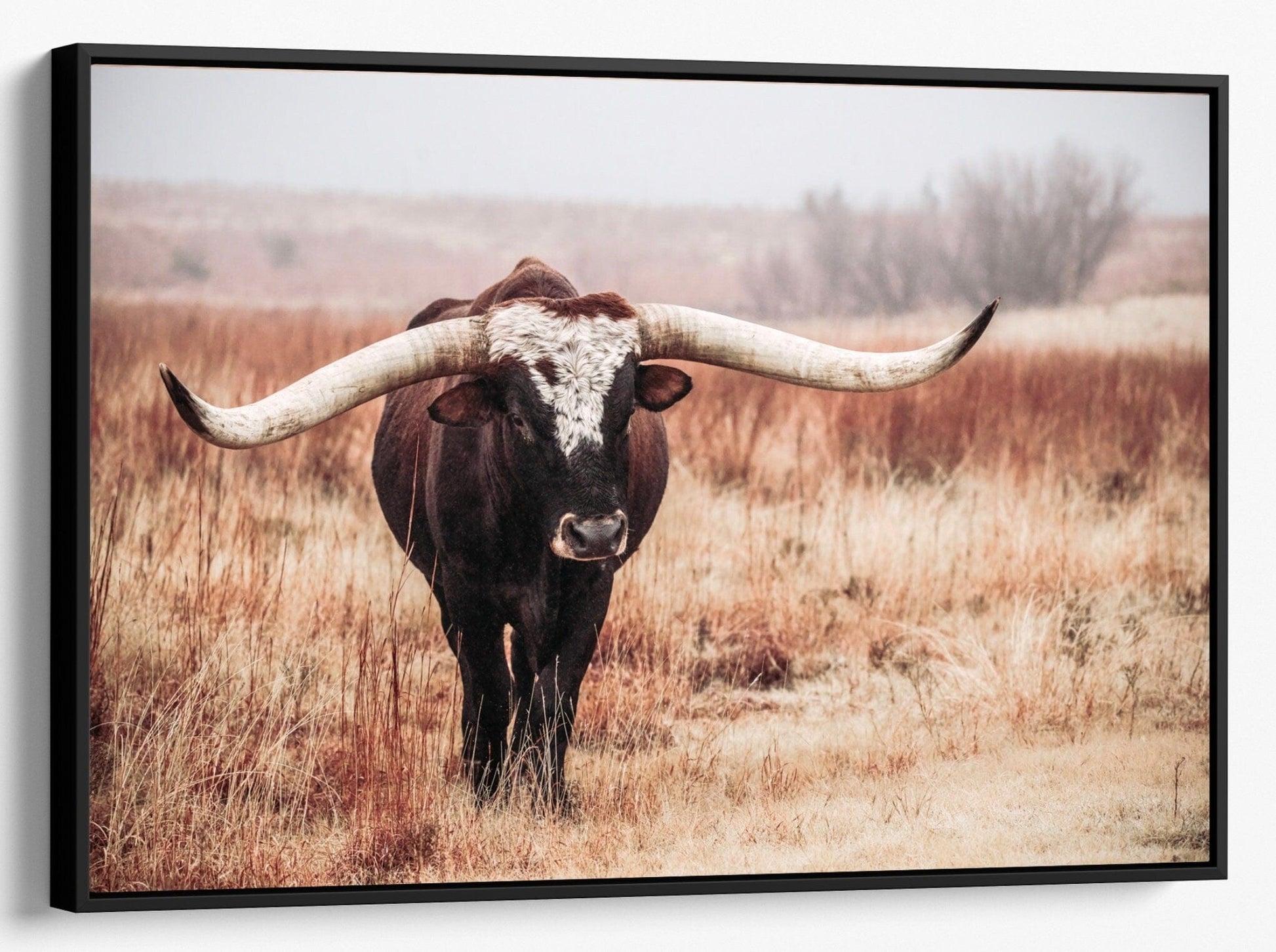 Teri James Photography Wall Art Canvas-Black Frame / 12 x 18 Inches Longhorn Bull Art Canvas Print