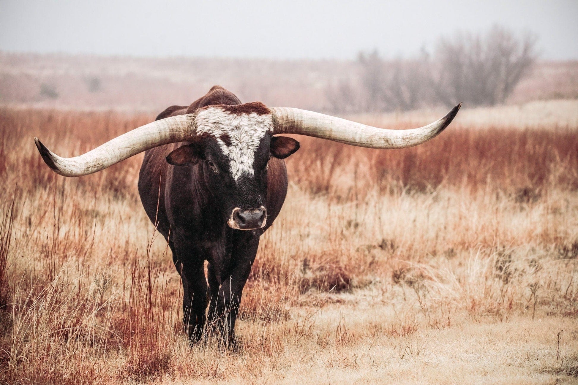 Texas Longhorn Bull Canvas Print Paper Photo Print / 12 x 18 Inches Wall Art Teri James Photography