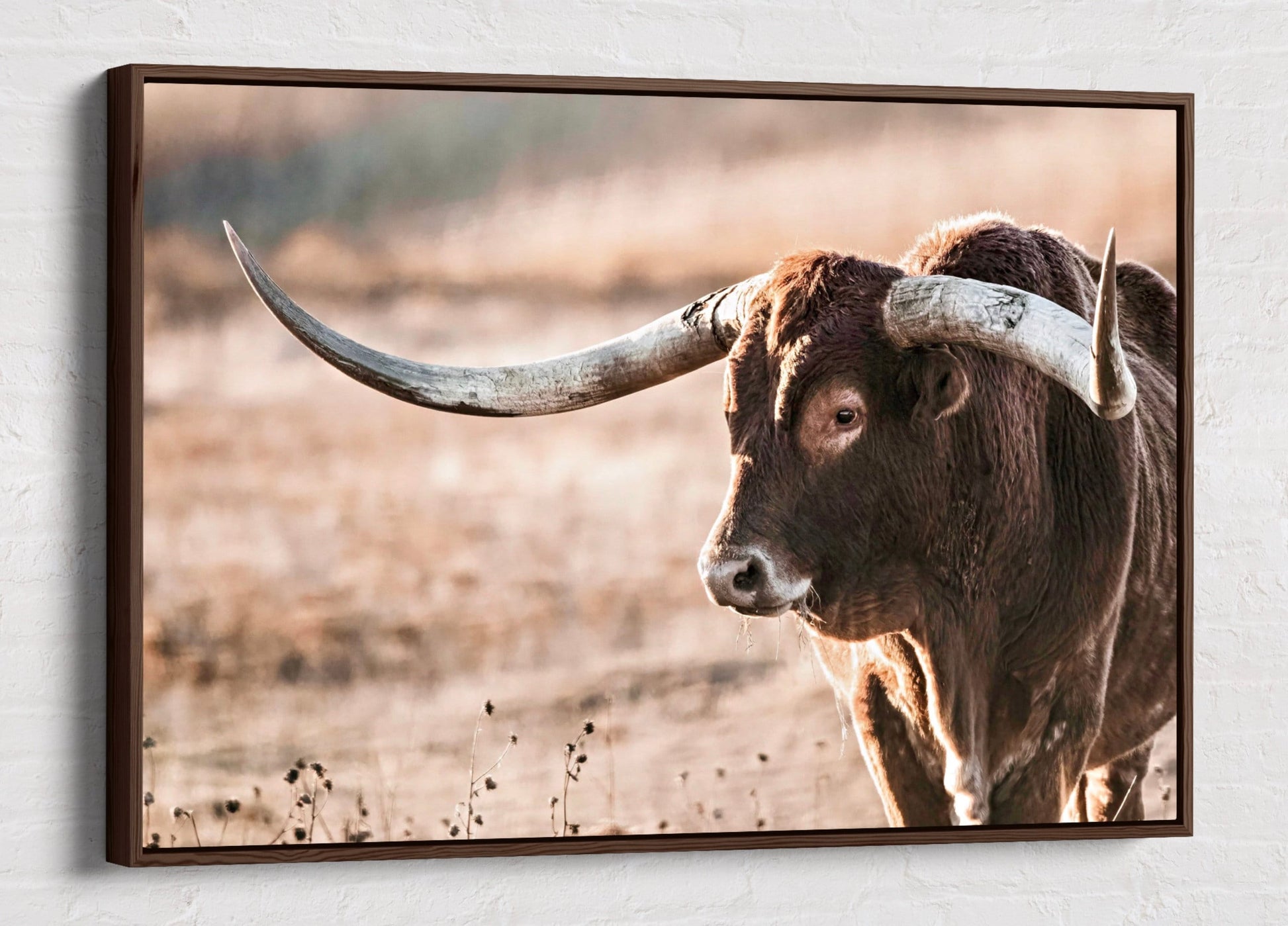 Teri James Photography Wall Art Canvas-Walnut Frame / 12 x 18 Inches Longhorn Bull Closeup Photo Canvas