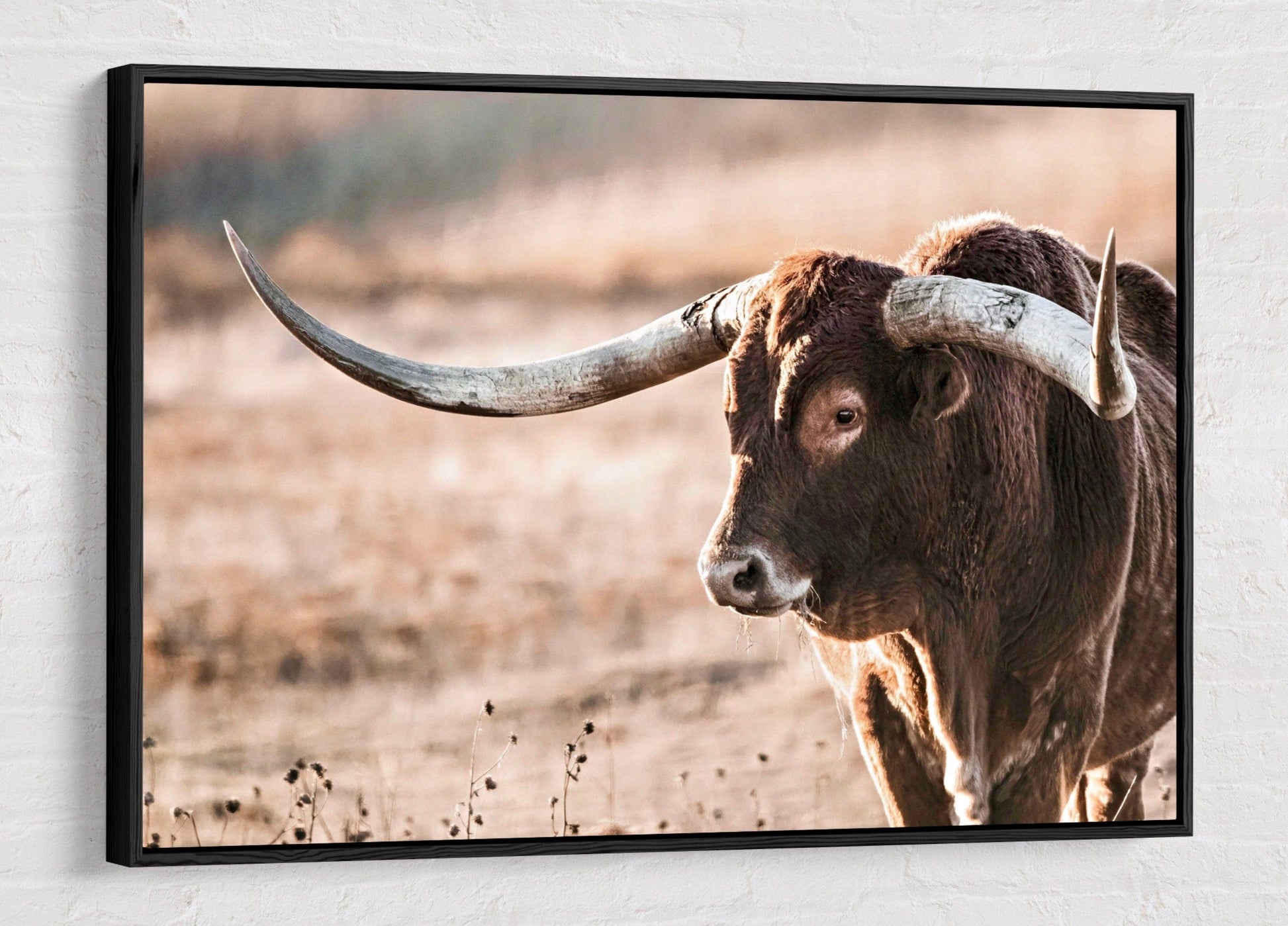 Texas Longhorn Bull Canvas Canvas-Black Frame / 12 x 18 Inches Wall Art Teri James Photography