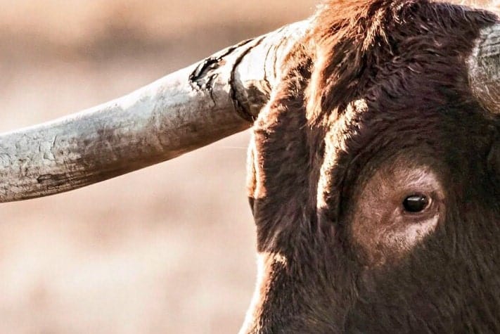 Texas Longhorn Bull Canvas Wall Art Teri James Photography
