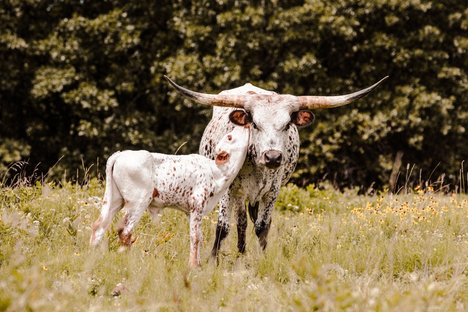 Teri James Photography Wall Art Paper Photo Print / 12 x 18 Inches Longhorn Cow and Calf Art for Western Nursery