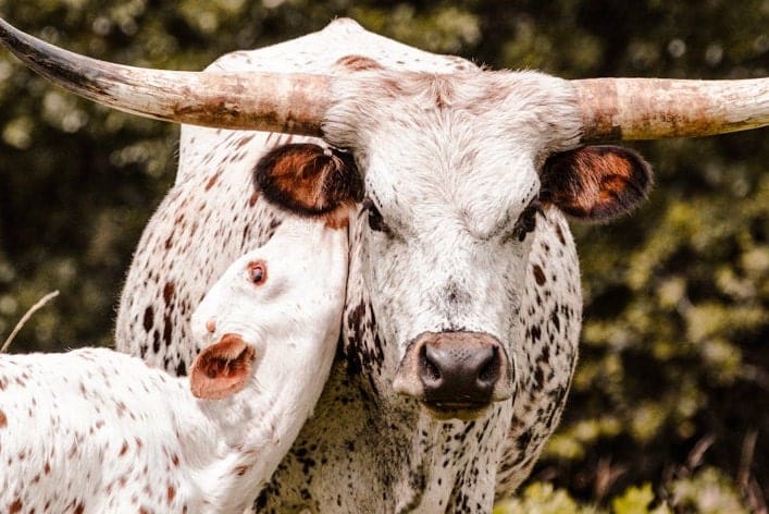 Teri James Photography Wall Art Longhorn Cow and Calf Art for Western Nursery