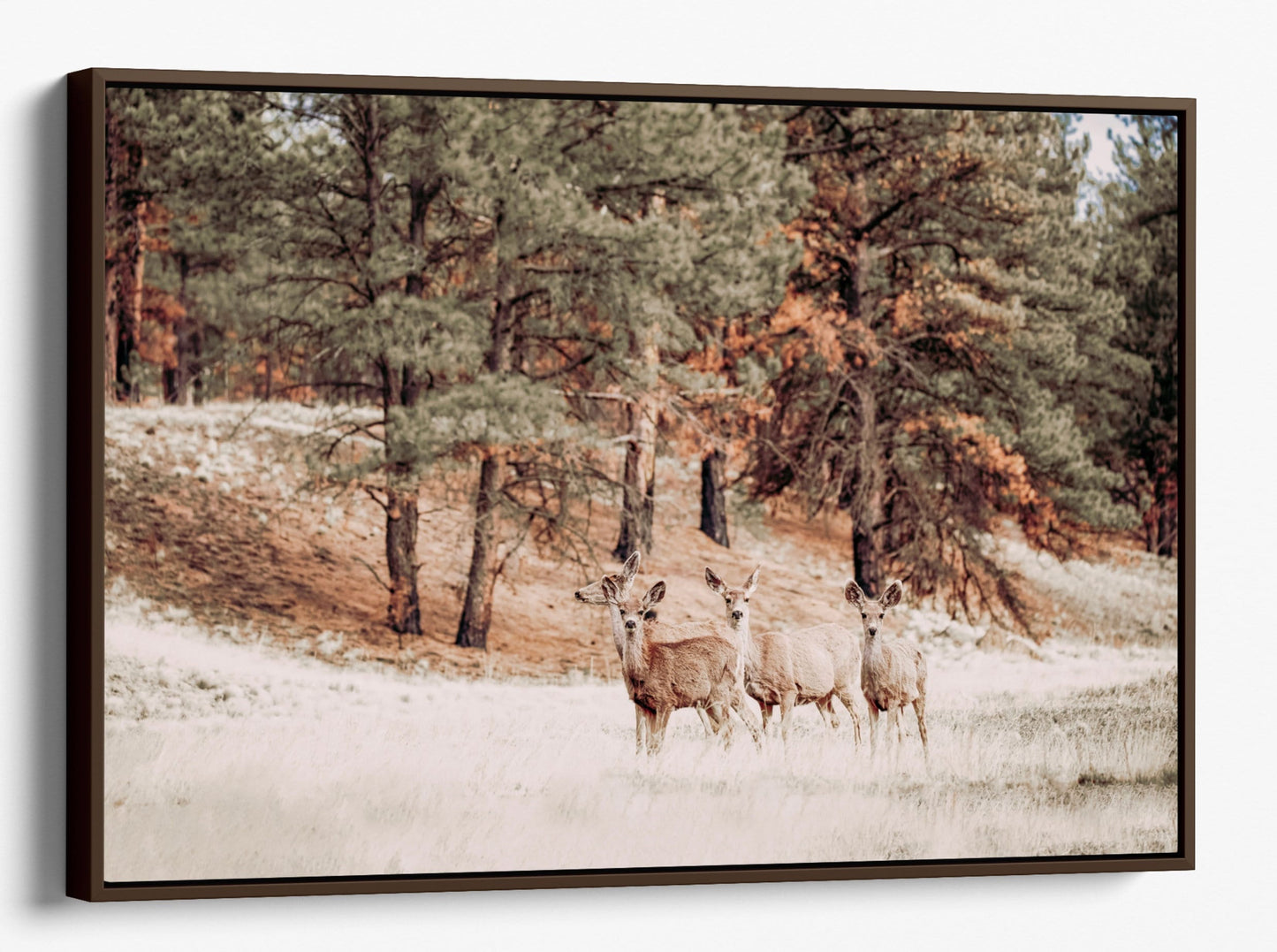 Teri James Photography Wall Art Canvas-Walnut Frame / 12 x 18 Inches Mule Deer Wildlife Canvas Print