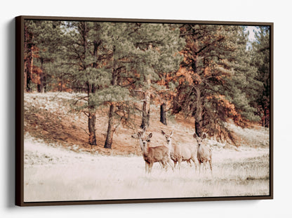 Mule Deer Wildlife Canvas Print Canvas-Walnut Frame / 12 x 18 Inches Wall Art Teri James Photography