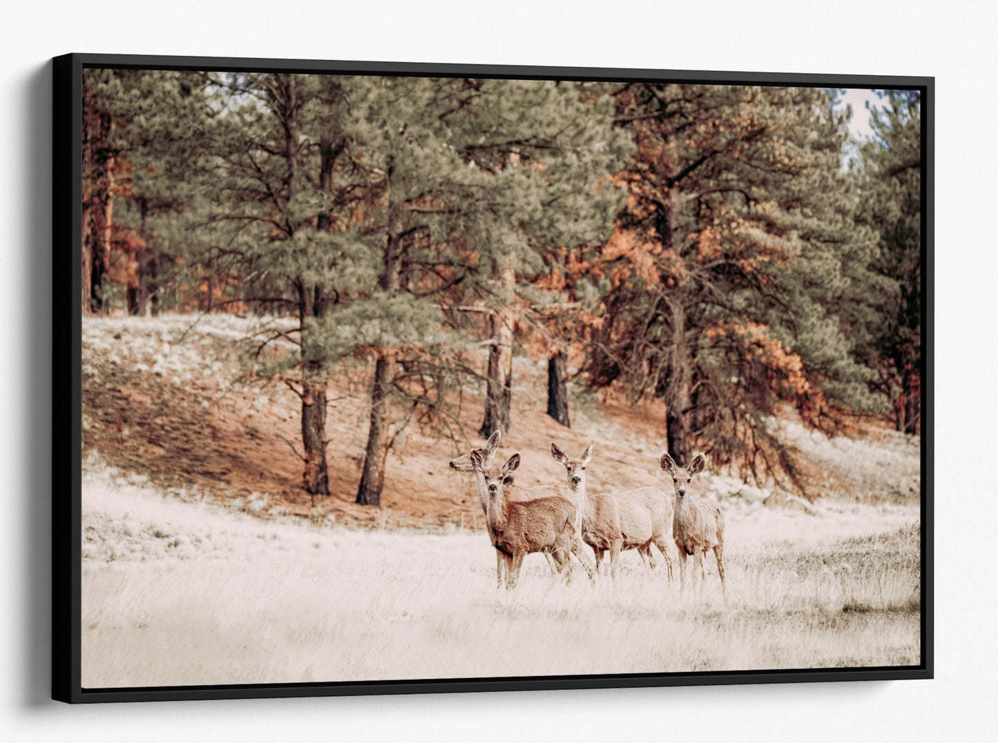 Teri James Photography Wall Art Canvas-Black Frame / 12 x 18 Inches Mule Deer Wildlife Canvas Print
