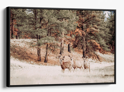 Mule Deer Wildlife Canvas Print Canvas-Black Frame / 12 x 18 Inches Wall Art Teri James Photography