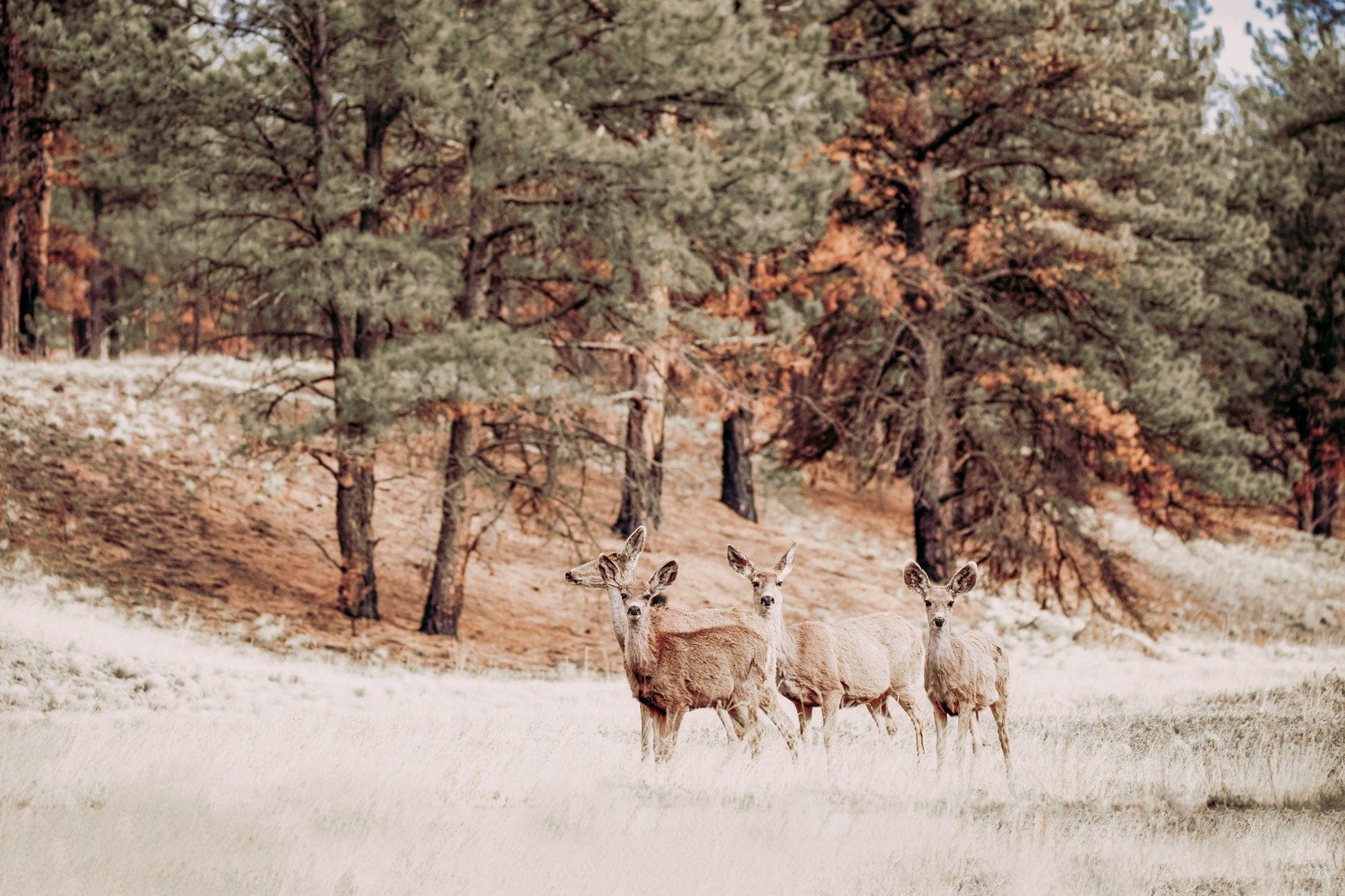 Teri James Photography Wall Art Paper Photo Print / 12 x 18 Inches Mule Deer Wildlife Canvas Print