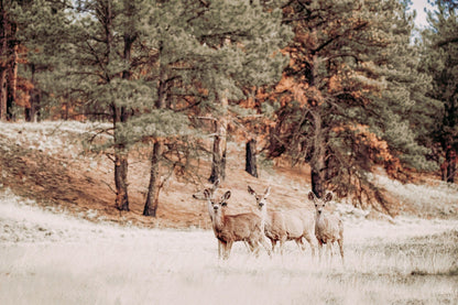Mule Deer Wildlife Canvas Print Paper Photo Print / 12 x 18 Inches Wall Art Teri James Photography