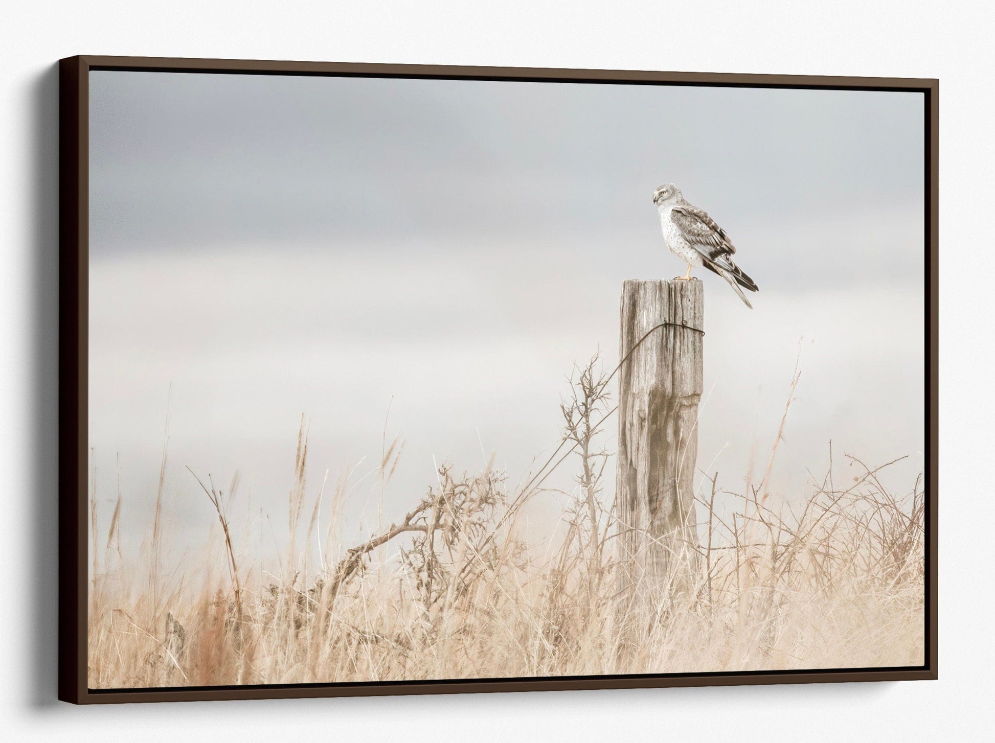 Northern Harrier Hawk on Fence Canvas-Walnut Frame / 12 x 18 Inches Wall Art Teri James Photography