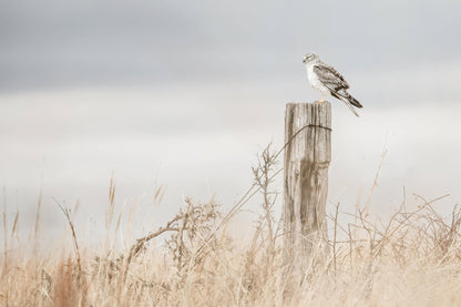Northern Harrier Hawk on Fence Paper Photo Print / 12 x 18 Inches Wall Art Teri James Photography